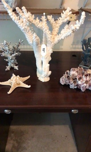 White Ocean Coral 15” x 12” - Great Natural Sculpture 2
