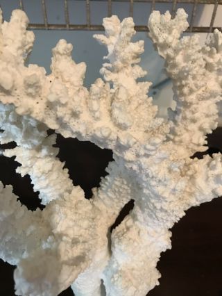White Ocean Coral 15” x 12” - Great Natural Sculpture 3
