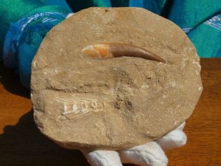 Plesiosaurus Dinosaur Tooth Fossil From Morocco 4.  16 " Inch 200 Million Years Old