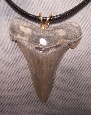 1 3/4 " Megalodon Shark Tooth Teeth Angy Wireless Pendant Fossil Necklace Jaw