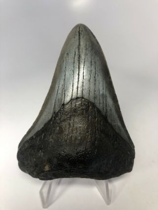 Megalodon Shark Tooth 3.  38” Fossil - Rare - Natural 3932