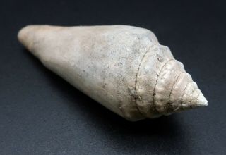 Rarely seen Conus heterospira 42.  2 mm Australia Miocene Conus fossil seashell 2