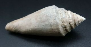 Rarely seen Conus heterospira 42.  2 mm Australia Miocene Conus fossil seashell 3