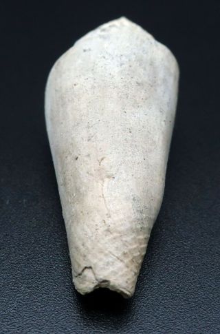 Rarely seen Conus heterospira 42.  2 mm Australia Miocene Conus fossil seashell 4