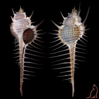 Murex Pecten Soelae,  Sri Lanka,  Muricidae Sea Shell