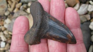 Fossil Angustiden Megalodon Shark Tooth Shark Tooth 2.  63 Inches