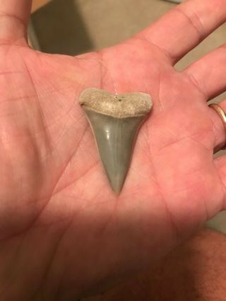 Razor Sharp Glossy 1.  75 " Fossil Mako Shark Tooth Lee Creek Mine Aurora,  Nc