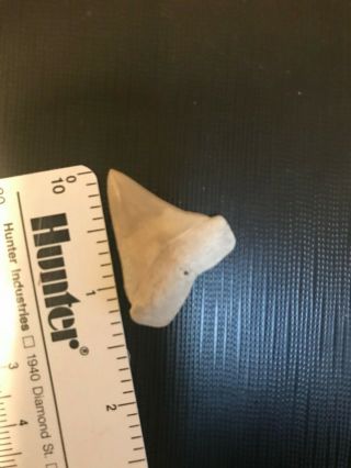 Razor Sharp Glossy 1.  4 " Fossil Mako Shark Tooth Lee Creek Mine Aurora,  Nc