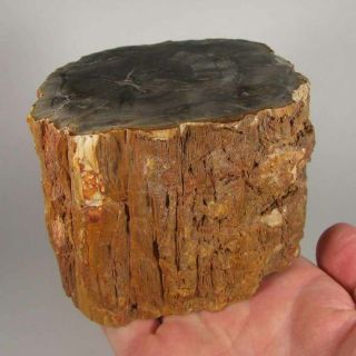 4 " Polished Petrified Wood Branch Slab Fossil Standup - Madagascar - 2.  9 Lbs.