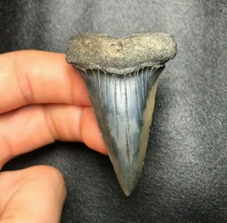 Colorful 2.  09 " Mako Shark Tooth Teeth Fossil Sharks Necklace Jaws Jaw Megalodon