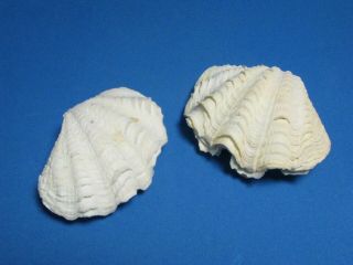 Lettuce Clam " A Two Paired Set; Soft Yellow Tones " (83mm & 90mm)