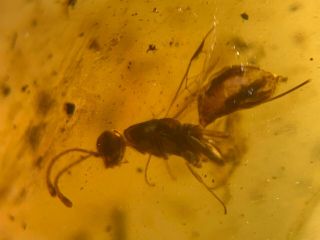 Unique Aulacidae Wasp Hornet Burmite Myanmar Amber Insect Fossil Dinosaur Age