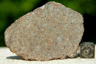 Nwa 11030 L4 Chondrite Meteorite 19.  5g Complete Slice Has Odd Metal Distribution