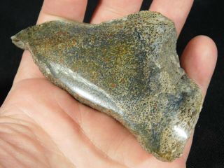 A Polished Jurassic Era Agatized Dinosaur Gem Bone Fossil From Utah 253gr e 3