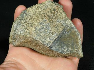A Polished Jurassic Era Agatized Dinosaur Gem Bone Fossil From Utah 253gr e 6