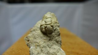Geological Enterprises Silurian Fossil Trilobite Sthenarocalymene Celebra
