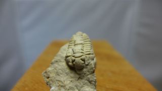 GEOLOGICAL ENTERPRISES Silurian fossil trilobite Sthenarocalymene celebra 2
