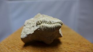 GEOLOGICAL ENTERPRISES Silurian fossil trilobite Sthenarocalymene celebra 3