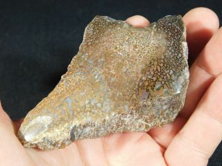 A Polished Jurassic Agatized Dinosaur Gem Bone Fossil From Utah 219gr e 4