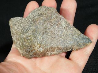 A Polished Jurassic Agatized Dinosaur Gem Bone Fossil From Utah 219gr e 6