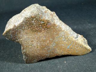 A Polished Jurassic Agatized Dinosaur Gem Bone Fossil From Utah 219gr e 8