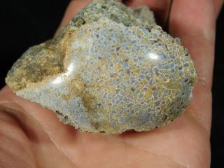 A Polished Jurassic Era Dinosaur Gem Bone Fossil BLUE Hued Cells Utah 189gr e 2