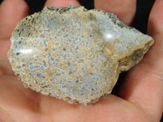 A Polished Jurassic Era Dinosaur Gem Bone Fossil BLUE Hued Cells Utah 189gr e 5