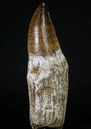 20206 - Top Huge Rooted 4.  56 Inch Mosasaur (prognathodon Anceps) Tooth