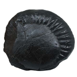 277gms Shaligram Shila / Stone / Ammonite Fossil - Gandaki River Nepal