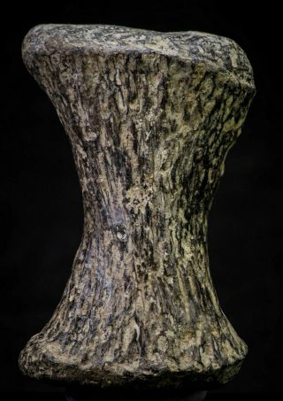 20666 - Finest Grade Unidentified Mosasaur Black Phalanx Paddle Bone - Location