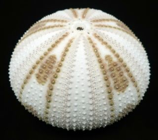 Outstanding Pseudoboletia Maculata 59.  4 Mm Sea Urchin Australia