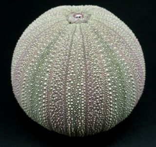 Large Purple Form: Holopneustes Porosissimus 67.  3 Mm Sea Urchin Australia