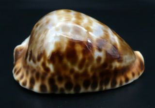 Stunning Cypraea Zoila Vercoi F,  /gem,  75.  4 Mm Esperance Wa Cowrie Seashell I