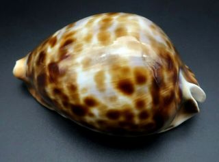 Stunning Cypraea Zoila vercoi F,  /GEM,  75.  4 mm Esperance WA cowrie seashell I 2