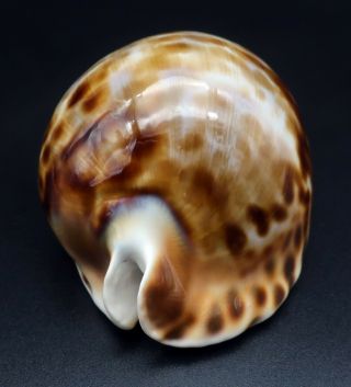 Stunning Cypraea Zoila vercoi F,  /GEM,  75.  4 mm Esperance WA cowrie seashell I 3