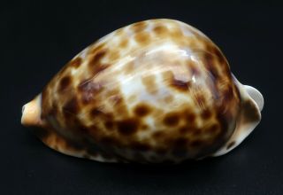 Stunning Cypraea Zoila vercoi F,  /GEM,  75.  4 mm Esperance WA cowrie seashell I 4