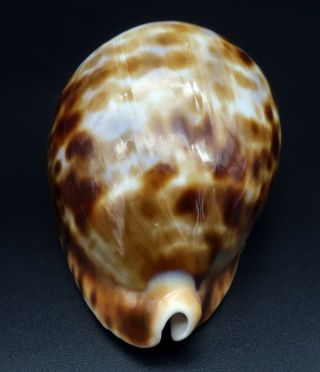 Stunning Cypraea Zoila vercoi F,  /GEM,  75.  4 mm Esperance WA cowrie seashell I 5