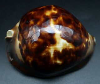 Dark Cypraea Zoila Thersites F,  66.  8 Mm Aus Cowrie Seashell Ig