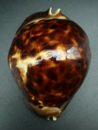Dark Cypraea Zoila thersites F,  66.  8 mm Aus cowrie seashell IG 5