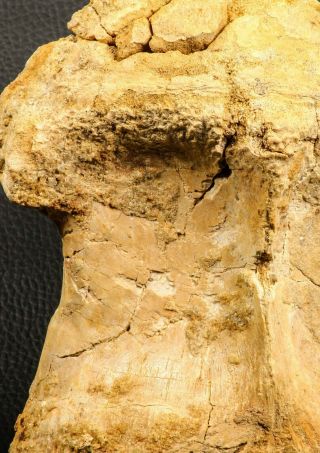 07196 - Top Rare 6.  13 Inch Spinosaurus Dinosaur Partial Dorsal Vertebra Bone 3
