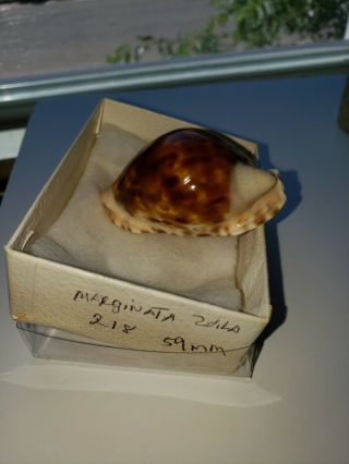 Cypraea (zoila) Marginata,  Gaskoin 1849 Western,  Australia,  59 Mm