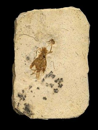 Extinctions - Large,  Detailed Cricket Insect Fossil From Brazil - Dinosaur Age
