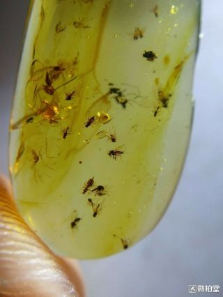 A Group Of Mosquitoes Burmite Cretaceous Amber Fossil Dinosaurs Era