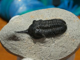 Rare High Detail Devonian Trilobite Fossil 3.  25 " Inch