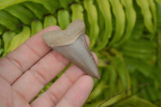 Big Gainesville Florida Mako Shark Tooth