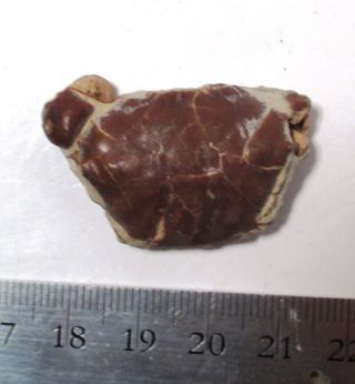 Fossil crab - Galena bispinosa - Pliocene - Queensland Australia ex Malick 2