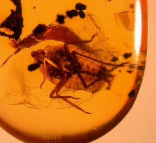 Unusual Homopteran Insect In Burmite Amber Fossil From Dinosaur Age