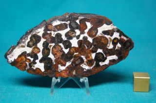 Sericho Pallasite Meteorite 67.  3 Grams