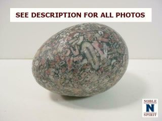 Noblespirit {3970}fantastic Crinoid Fossil Carved Egg Shaped Stone