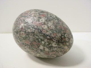 NobleSpirit {3970}Fantastic Crinoid Fossil Carved Egg Shaped Stone 3
